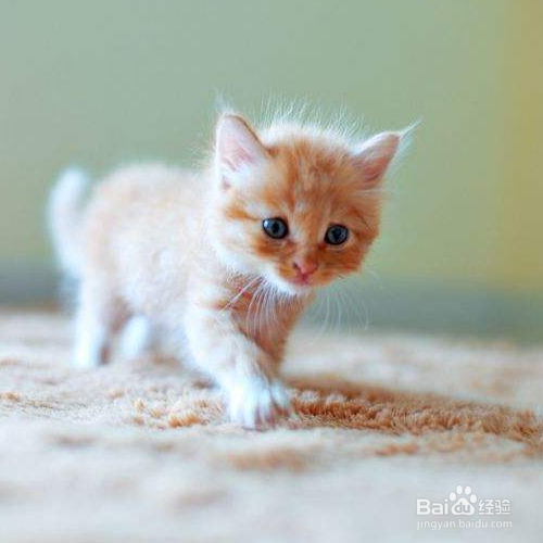 如果小猫咪拉的屎有一点稀怎么办呢？