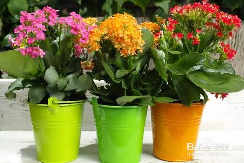 蝴蝶兰花种子怎样种植