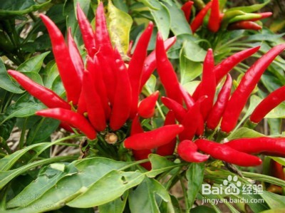 冬季养肾要靠吃 9种食物吃出好肾