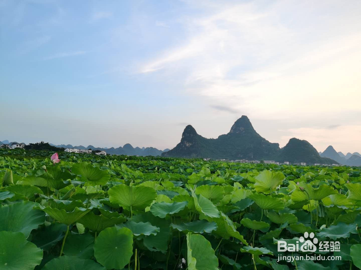 如何去参观荷花池