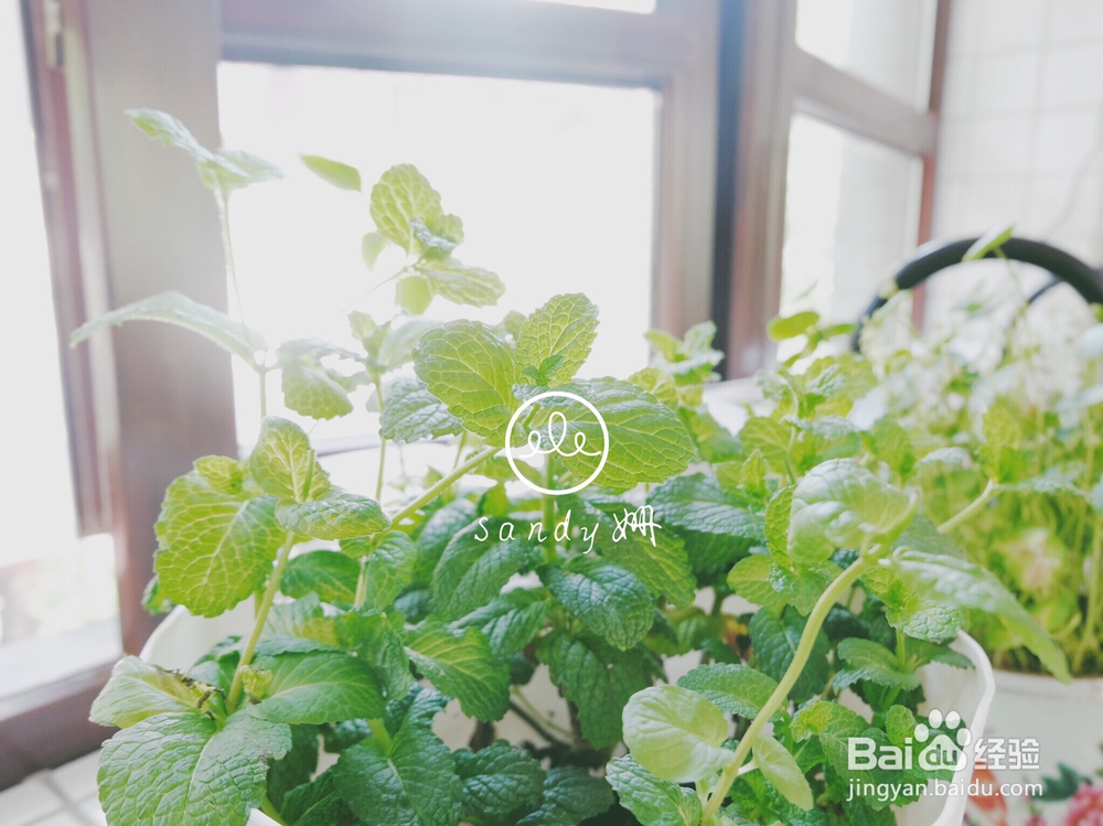 家常做法的蜂蜜柠檬薄荷水