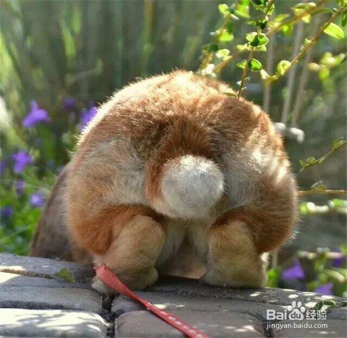 小白兔的尾巴怎么形容