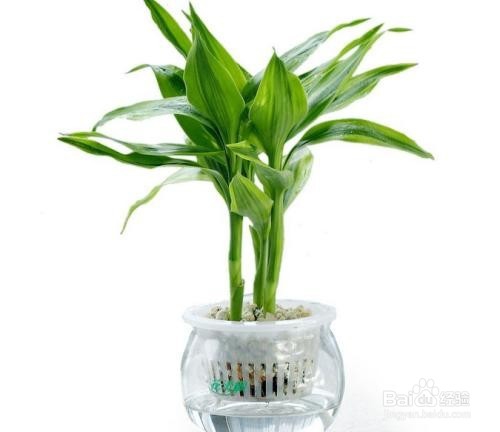 富贵竹土培、水培怎么进行养护