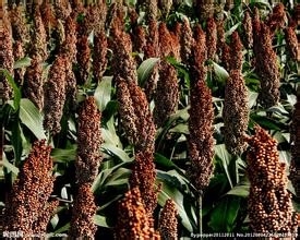 哪些食物一定不能共食（那些你不知道的秘密九）