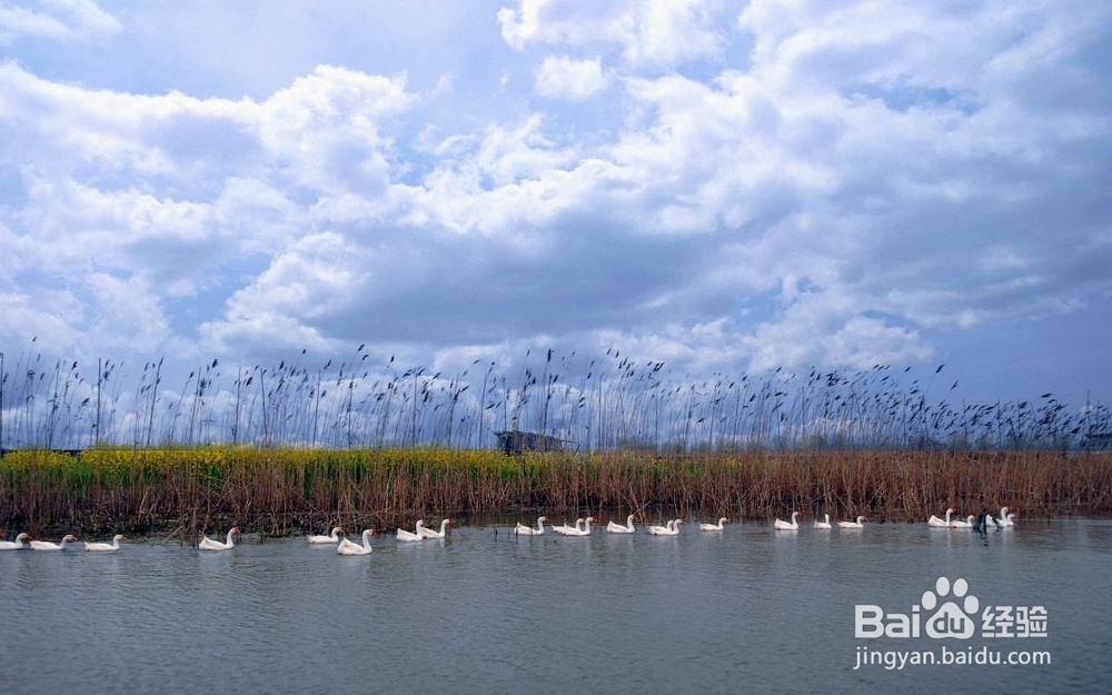 高邮周末踏青一日游推荐