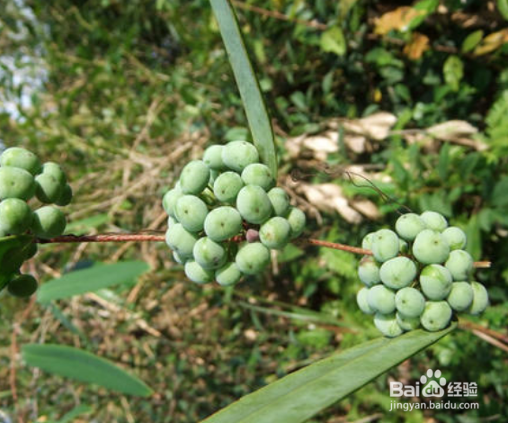 土茯苓的种植方法