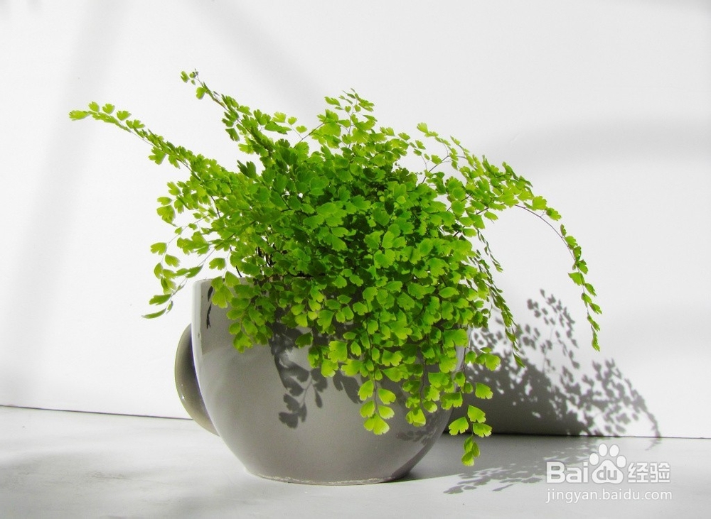 如何让盆栽长得更好？