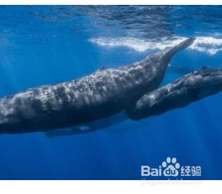 鲸鱼是怎么哺乳的
