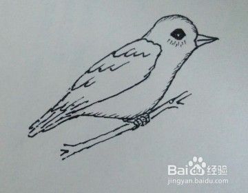 简单的线描画教程 麻雀怎么画 如何画麻雀 百度经验 简单的线描画教程 麻雀怎么画 如何画麻雀 百度经验