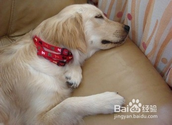狗狗睡觉打呼噜的几种原因