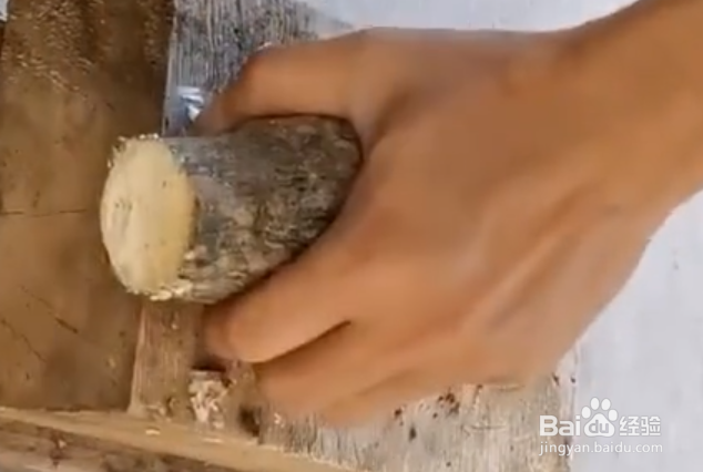 发财树树干萎缩怎么办