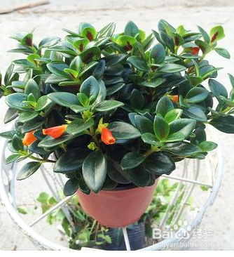 如何养护金鱼吊兰