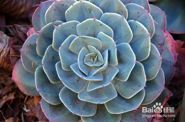 哪些家养植物对狗狗无害