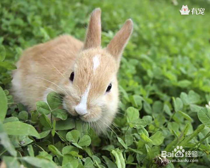 软妹必备萌兔子,你爱哪种?