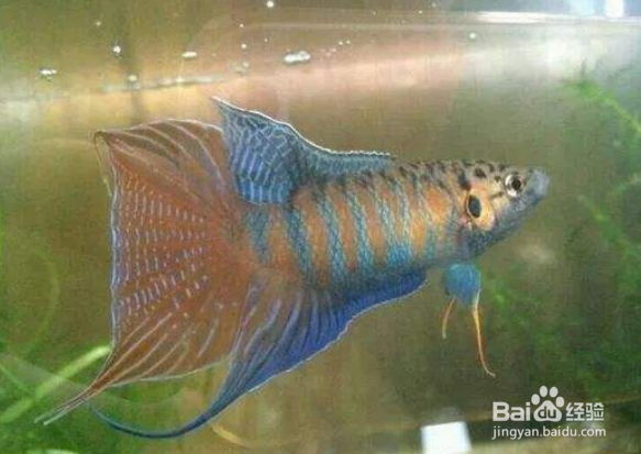 国斗怎么分公母图片