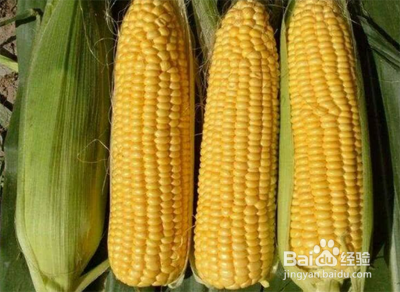 玉米怎么保存到冬天吃