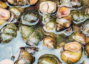 田螺如何清洗干净？