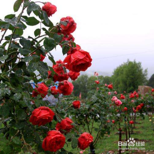 寒地玫瑰的培育方法和注意事项