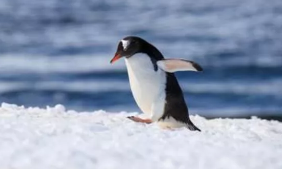 冬天的动物有哪些