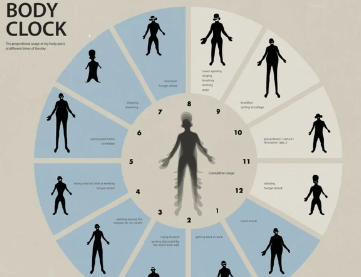 生物钟是什么意思