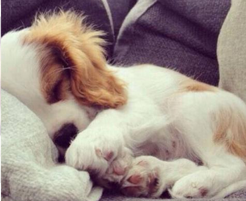 猫狗为什么要卷着睡觉