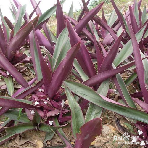 紫鸭趾草的养殖方法和注意事项