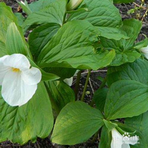 延龄草的培育方法和注意事项