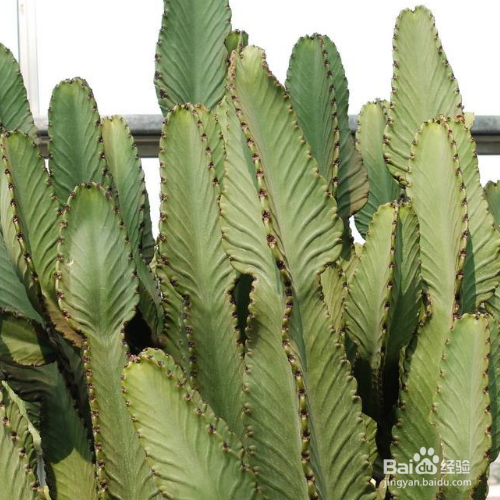 大戟阁锦怎么繁殖？