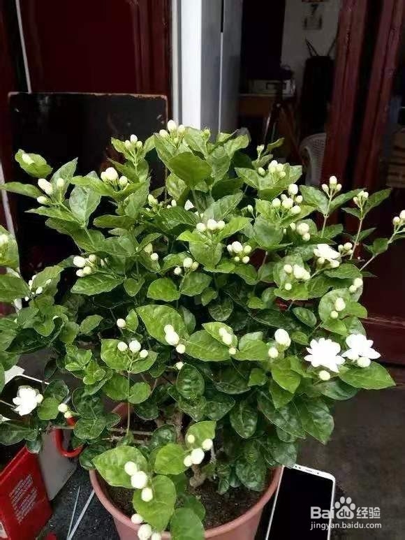 花盆里浇1勺，7天后叶绿根壮，重新爆满盆