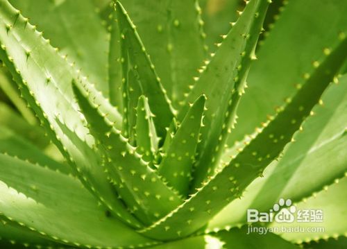 去黑头的好方法