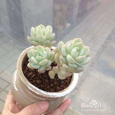 植物缺水的表现有哪些