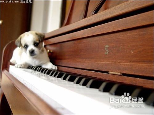 狗狗乘车注意事项