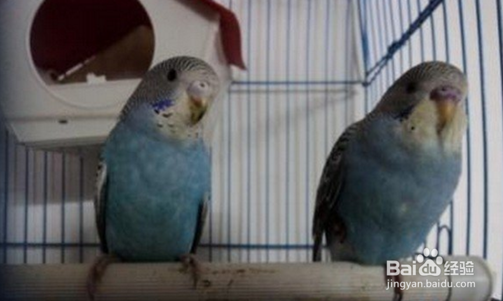 蓝皮鹦鹉怎么养