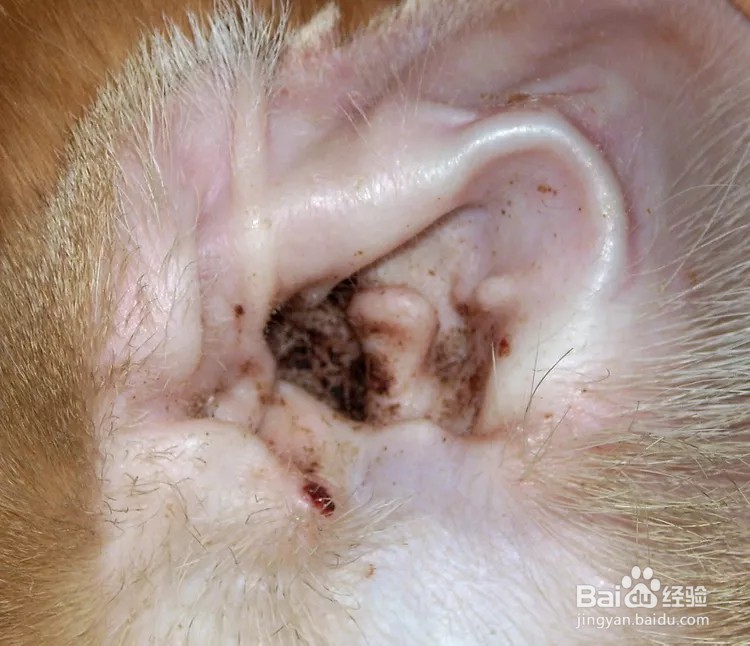 猫咪总是挠耳朵怎么回事？
