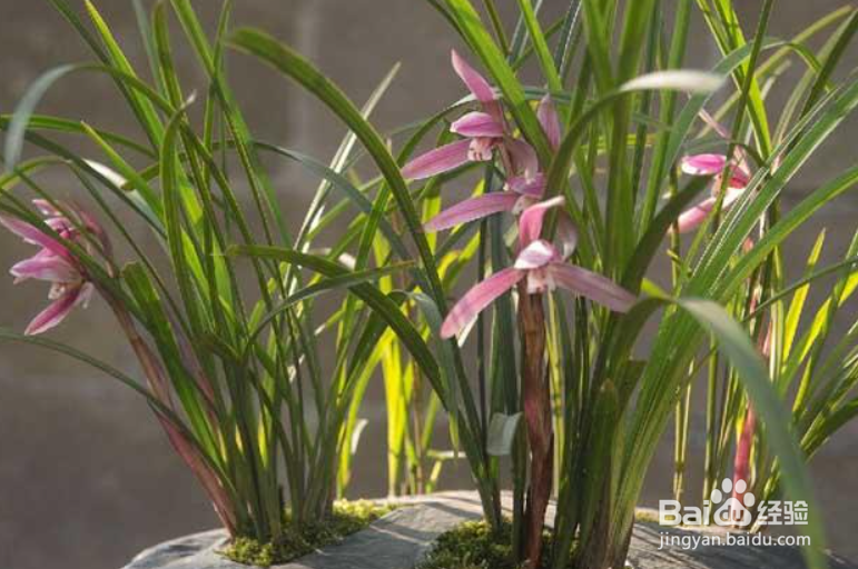 春兰的室内养殖方法及注意事项