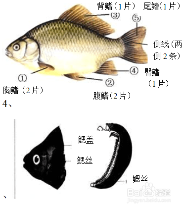 鱼的胸鳍和腹鳍图片图片