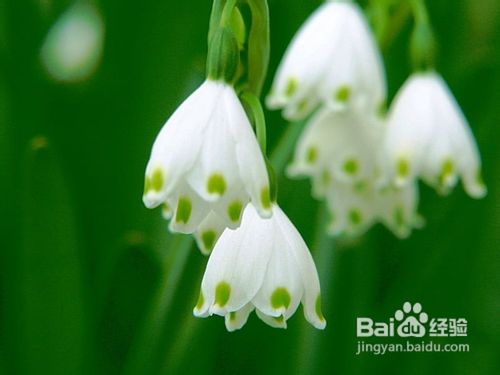 哪些药膳可以治疗接触性皮炎