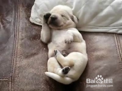 狗狗的睡眠状态