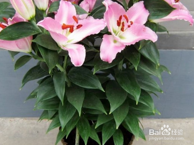 百合盆栽开花后怎么养护？