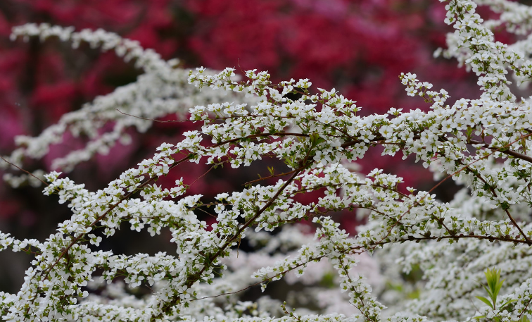喷雪花和雪柳的区别是什么