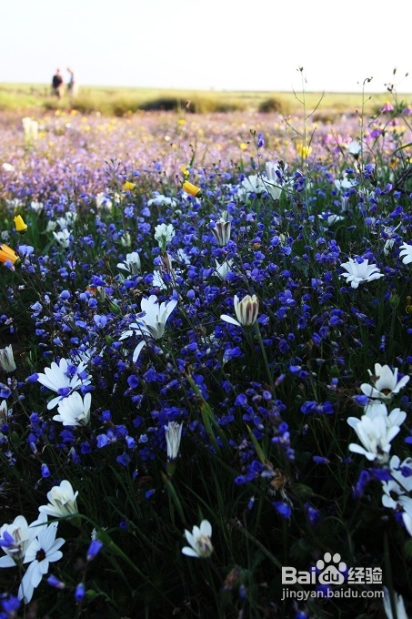 [转载]南非之旅3：纳玛夸兰（Namaqualand）花海