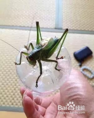 养蝈蝈的七大禁忌