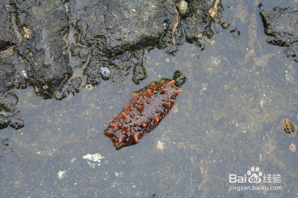 海参是如何繁殖的?