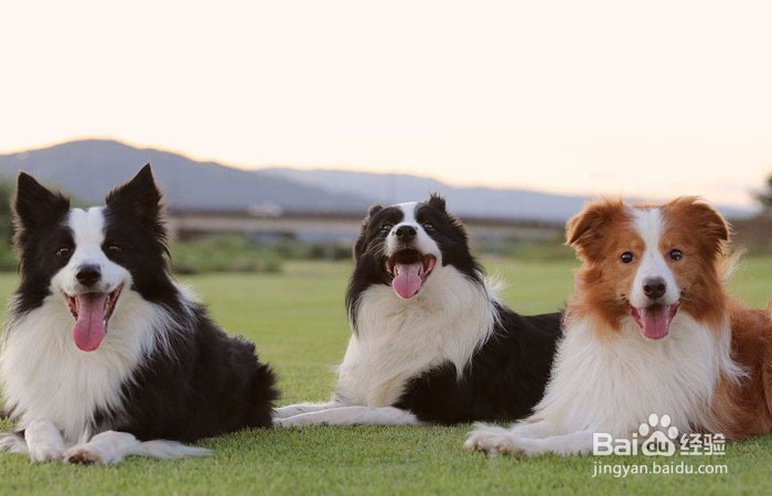 如何在狗市上挑选一只边牧