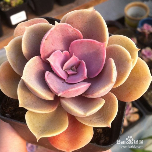 如何培育新买紫珍珠?