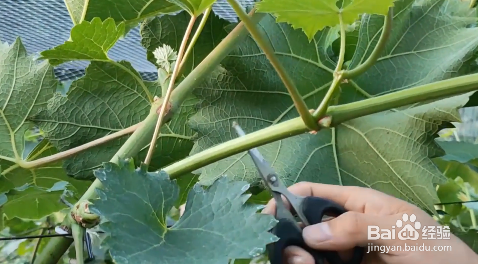 葡萄结果后修剪方法
