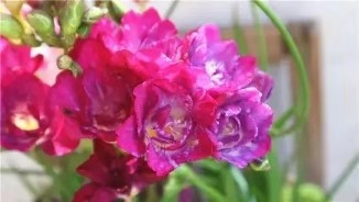 3种花比香水好闻，随便养1盆，异味跑光光