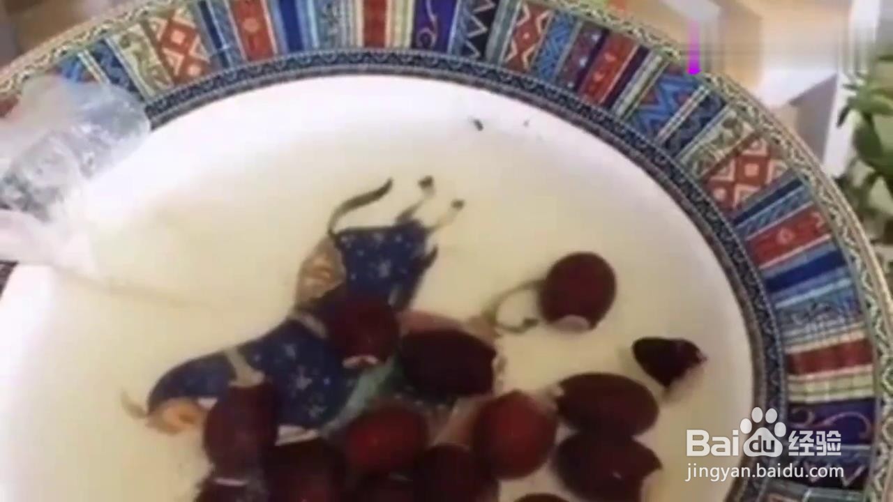 如何在家种植荔枝盆栽