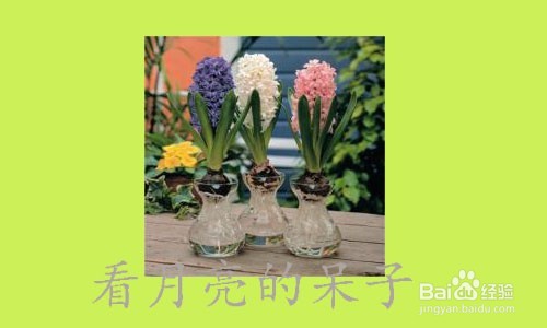 怎么种植和养殖花草