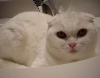 猫一直吐怎么办